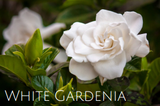 White Gardenia 4 oz.